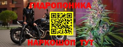 шишки Обь